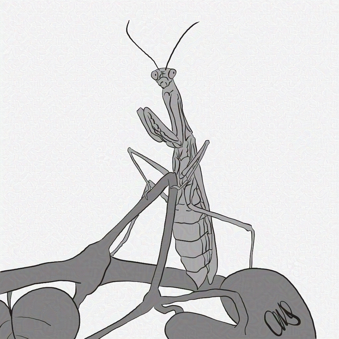 Praying Mantis on a tree branch.