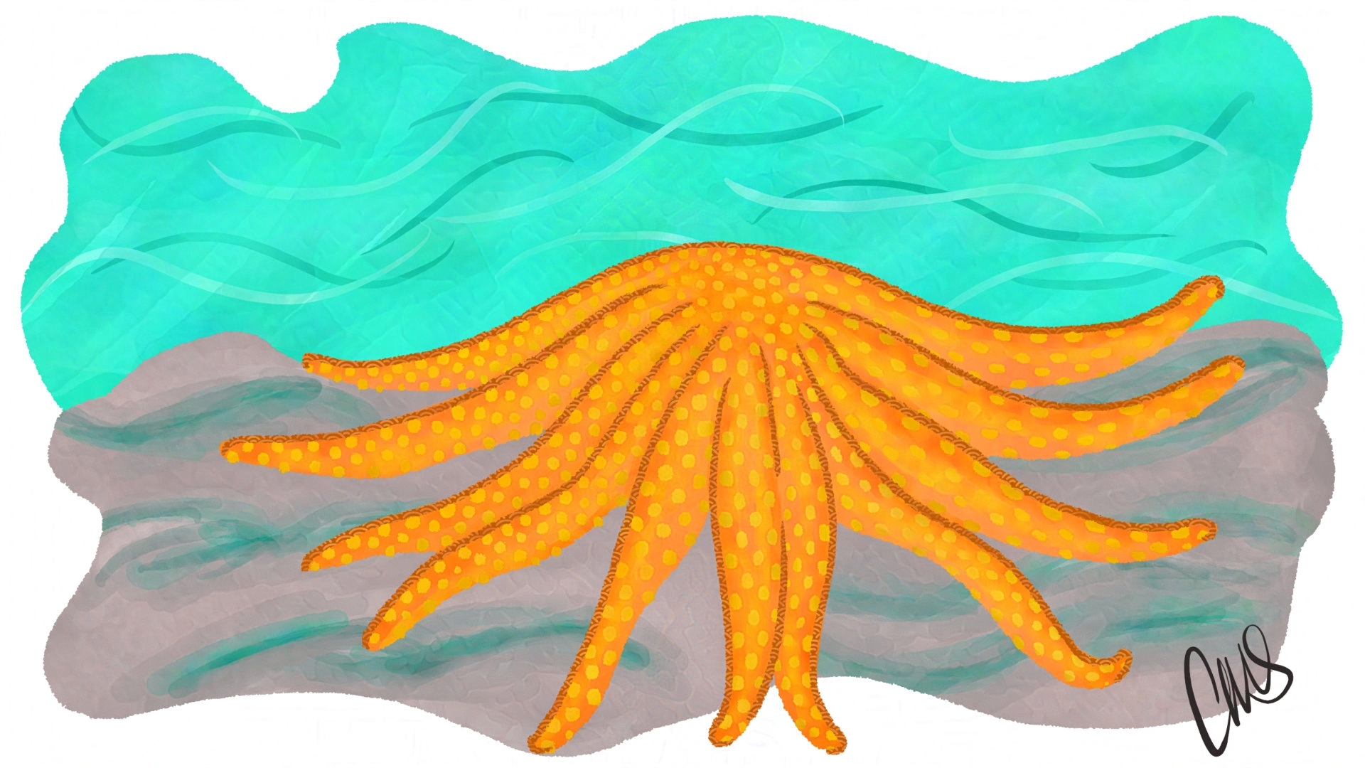 Orange and Yellow textured sunflower starfish, on the floor of the ocean.