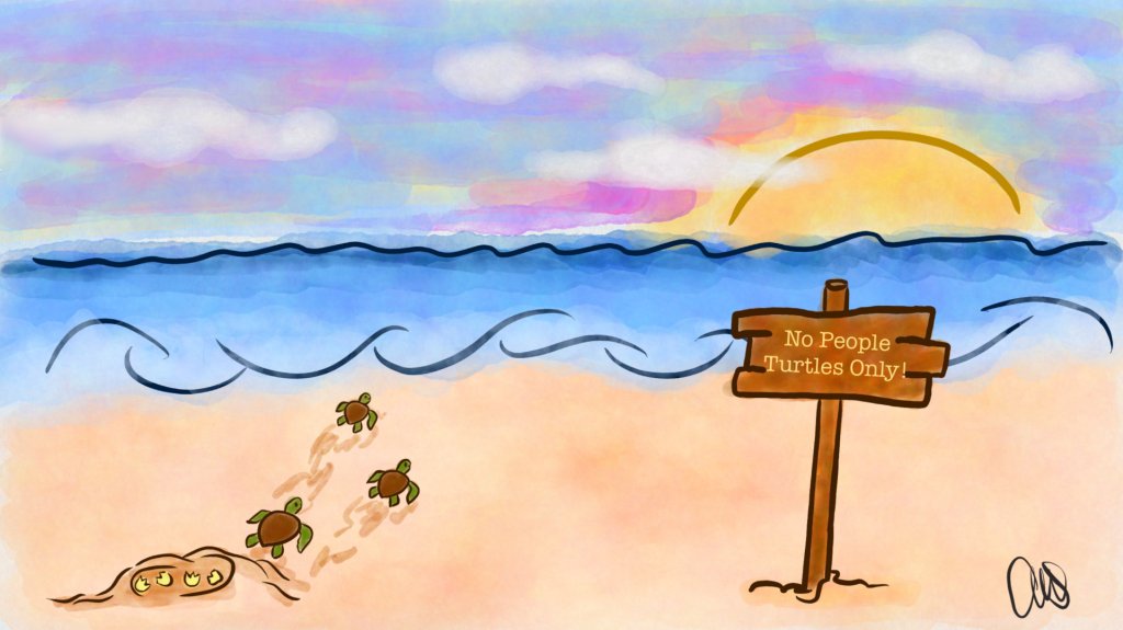 Turtles hatching and heading off to sea at sunset. There is a sign that says "No People, Turtles Only!"